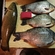 Tench