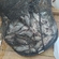 Silver Bream