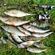 Eurasian perch