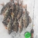 Eurasian perch