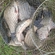 Prussian carp