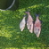 Carp bream