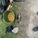 Tench