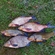 Carp bream
