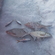 Carp bream