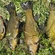 Tench