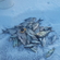 Carp bream