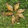 Crucian carp