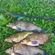 Carp bream