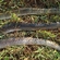 European eel