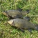 Tench