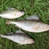 Eurasian perch