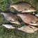 Carp bream