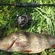 Eurasian perch