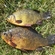 Crucian carp