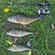 Eurasian perch
