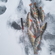 Eurasian perch