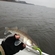 Pike perch