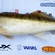 Pike perch