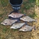 Carp bream