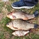 Prussian carp