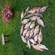 Carp bream