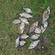 Carp bream