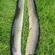 European eel