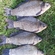 Prussian carp