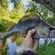 Eurasian perch