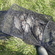 Carp bream