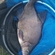Carp bream