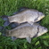 Prussian carp