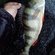 Eurasian perch