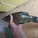Tench