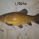 Tench