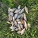 Prussian carp