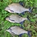 Carp bream