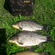 Prussian carp