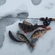 Eurasian perch