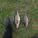 Eurasian perch