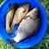 Prussian carp
