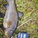 Tench