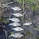 Carp bream