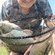 Carp bream