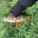 Eurasian perch