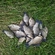 Prussian carp