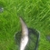 Wels catfish