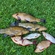 Tench
