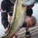 Pike perch